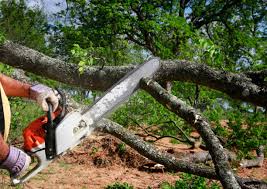 Best Root Management and Removal  in Sullivan Gardens, TN