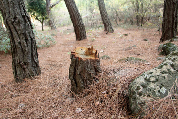 Best Residential Tree Removal  in Sullivan Gardens, TN