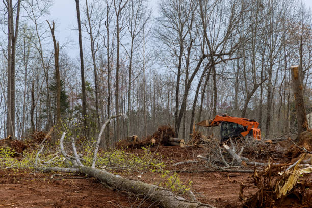 Best Tree Disease Treatment  in Sullivan Gardens, TN