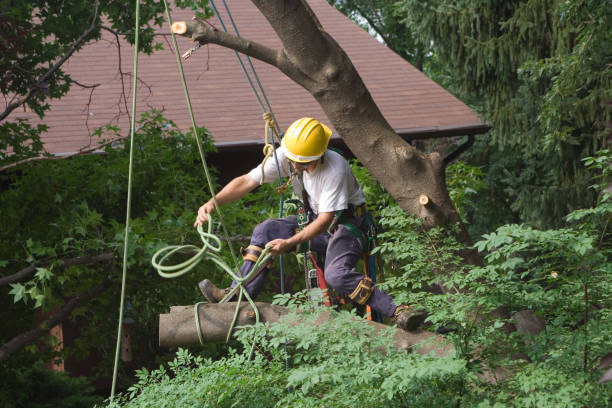  Sullivan Gardens, TN Tree Removal Services Pros