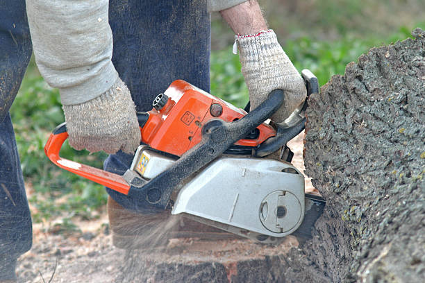 Best Lawn Grading and Leveling  in Sullivan Gardens, TN