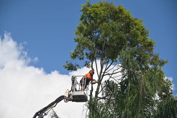 Best Commercial Tree Removal  in Sullivan Gardens, TN