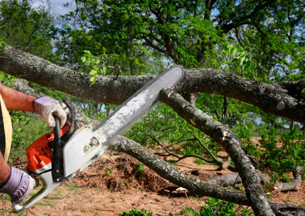 How Our Tree Care Process Works  in  Sullivan Gardens, TN